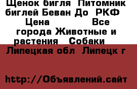 Щенок бигля. Питомник биглей Беван-До (РКФ) › Цена ­ 20 000 - Все города Животные и растения » Собаки   . Липецкая обл.,Липецк г.